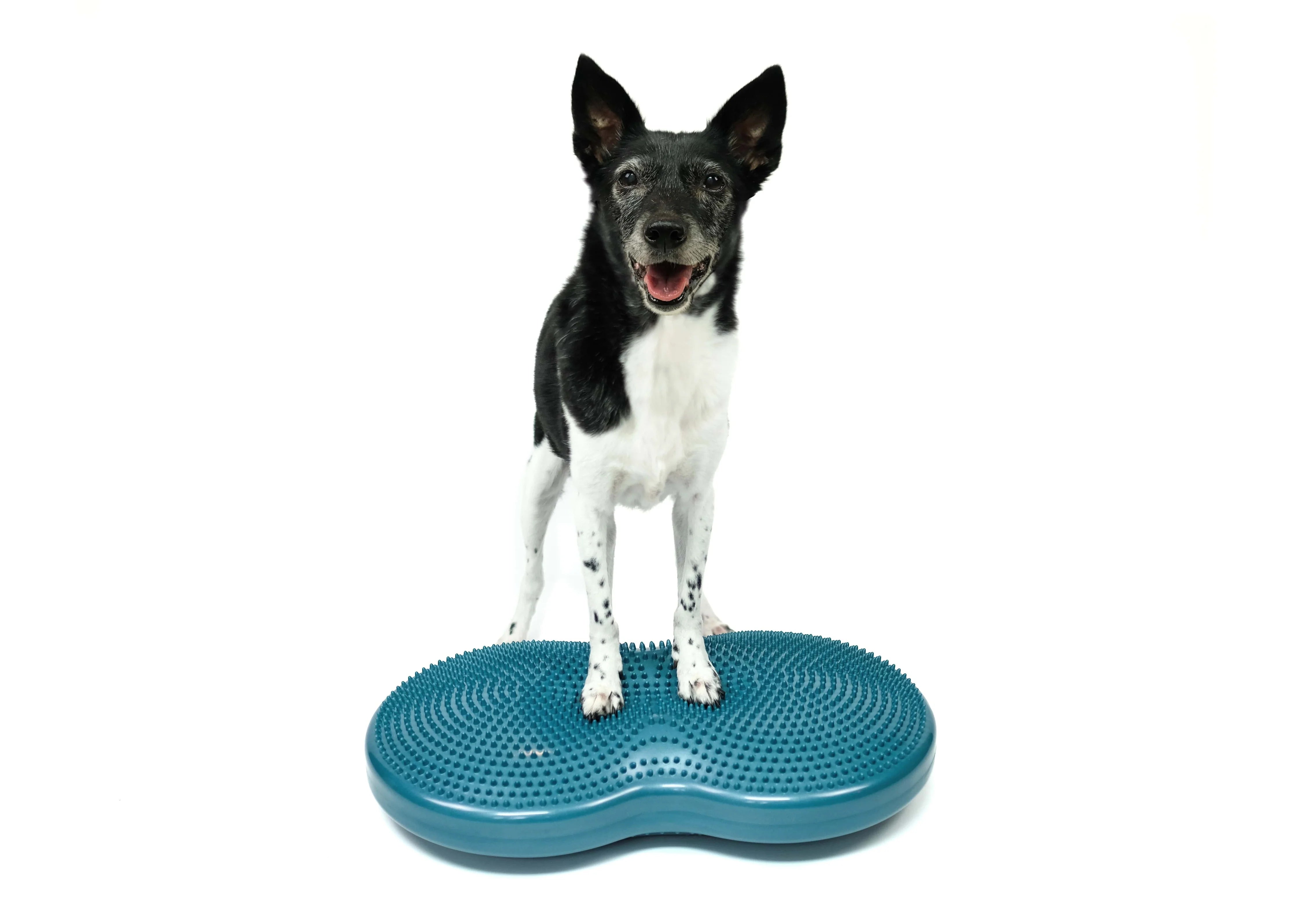 - Pet electric nail grinder silent modelFitPaws Duo Disc