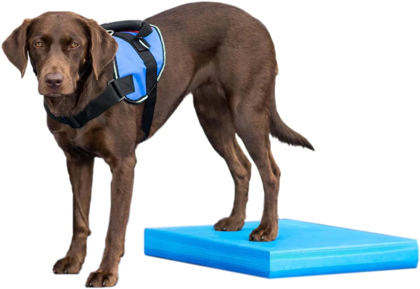 - Pet monitor with cameraFitPaws Balance Pad