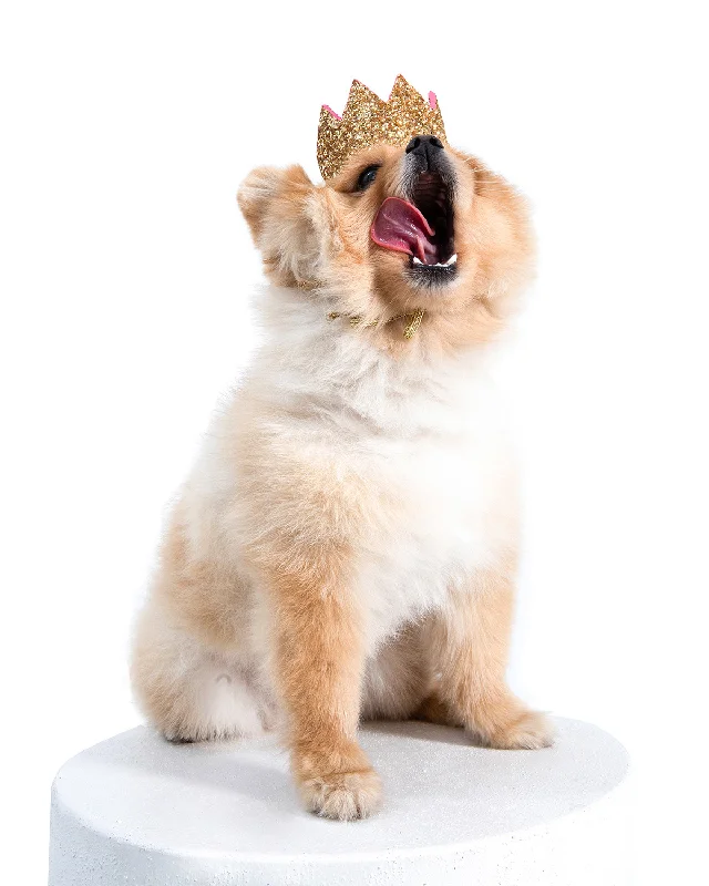 Meta Dog Crown - Stylish Gold Crown for Pets