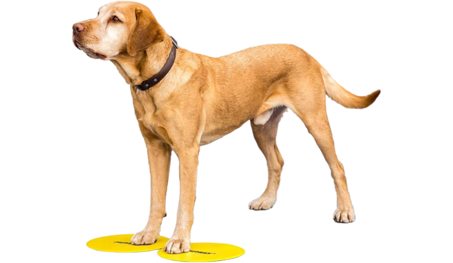 - ​​Pet toys under    yuanFitPaws Targets