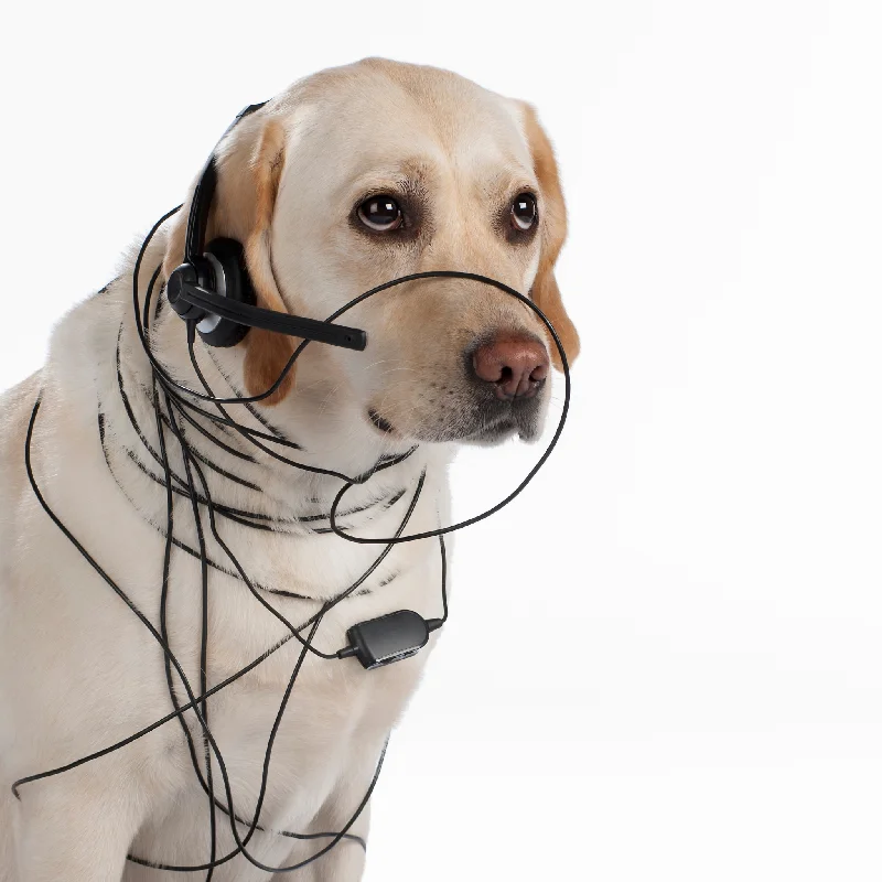 - Hamster silent running wheel to prevent chewingFree 15 Minute Phone Consultation