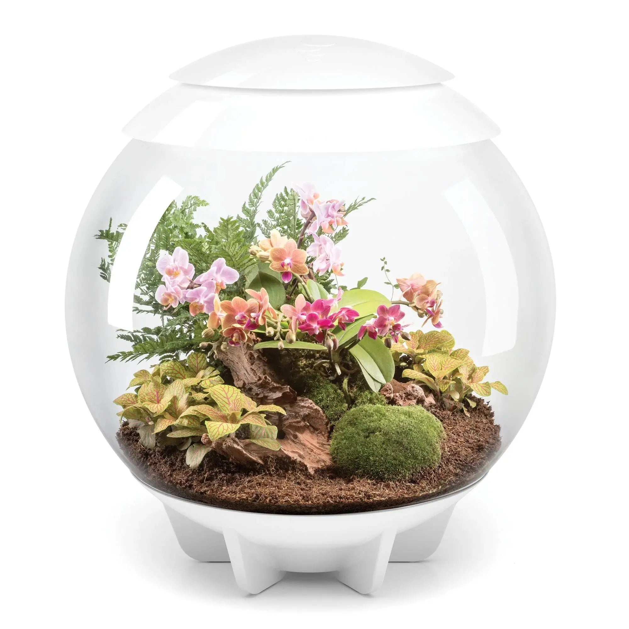 ---BiOrb AIR 60 Terrarium