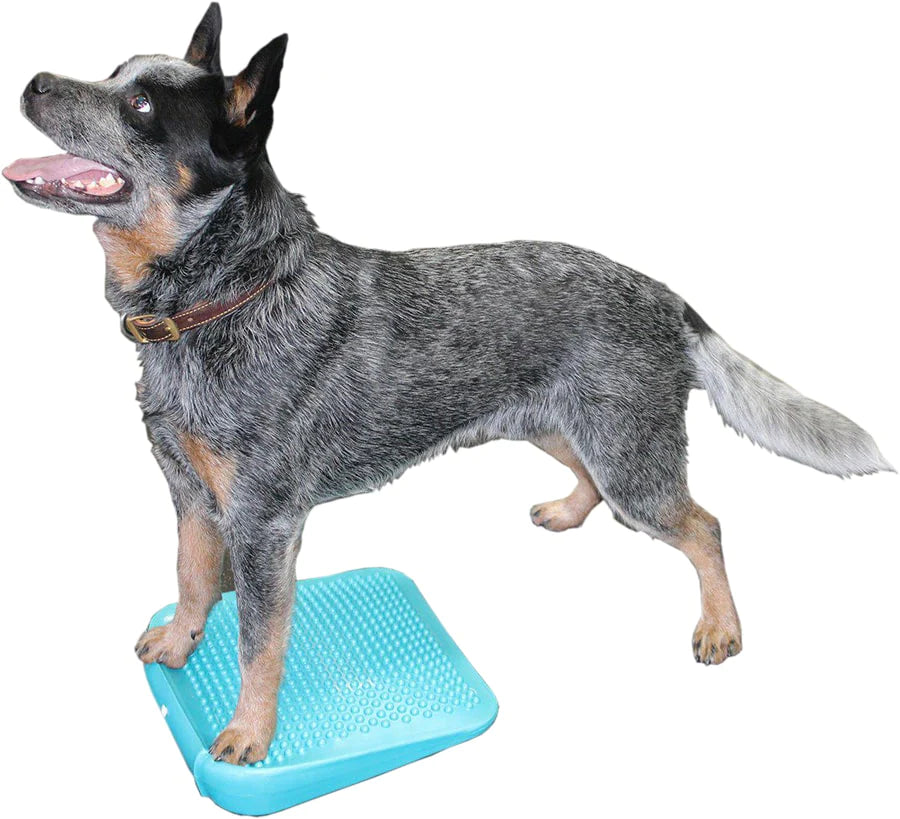 - Pet monitor with cameraFitPaws Balance Ramp