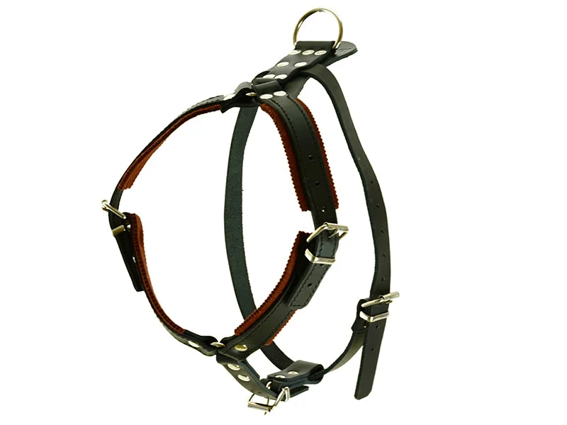 - Pregnant cat delivery room warming boxRaddog Leather Harness